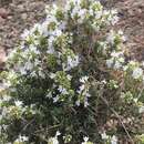 Image de Thymus saturejoides subsp. commutatus Batt.
