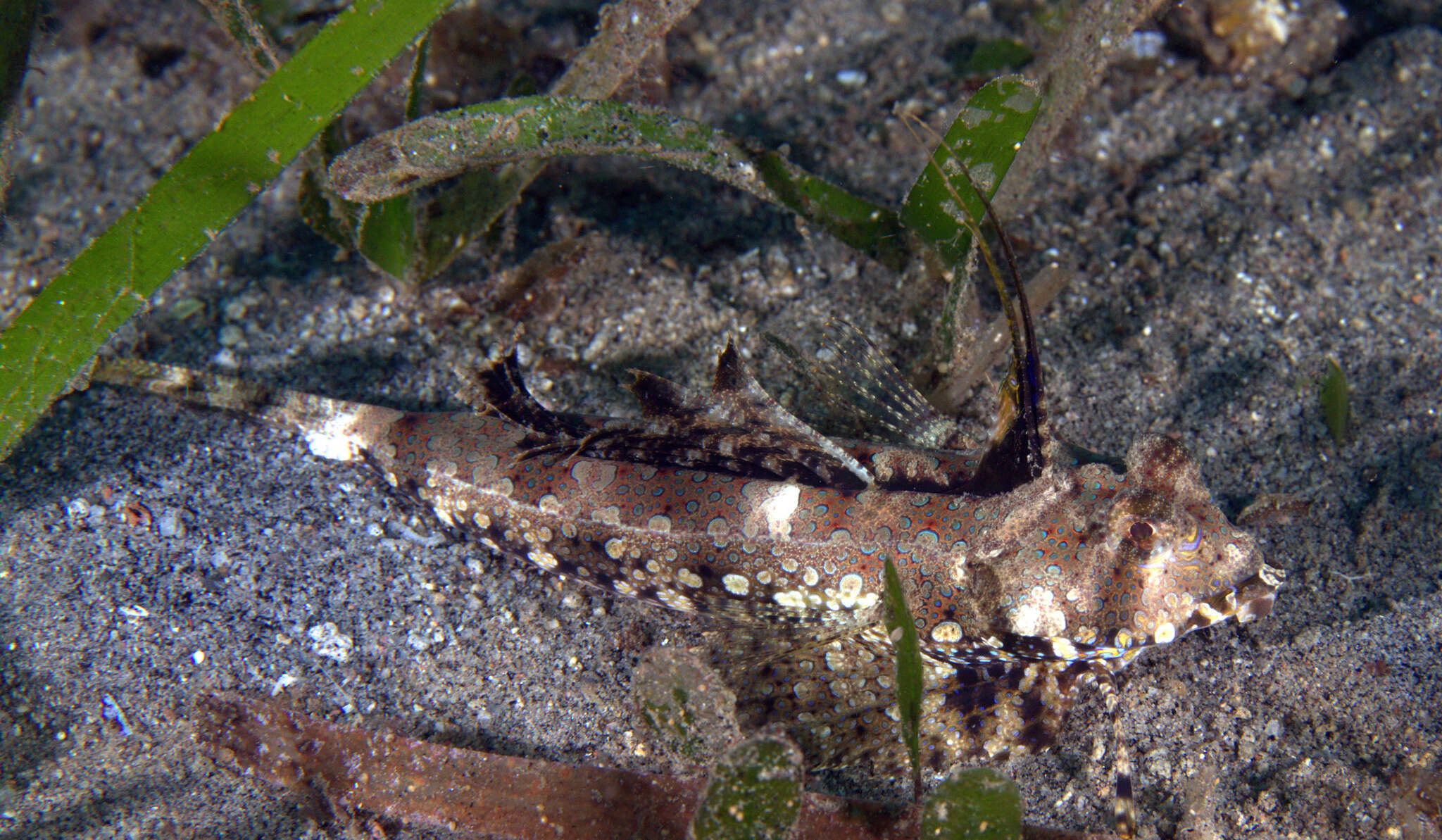 Image of Dactylopus