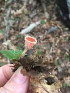 Image of Shaggy Scarlet Cup