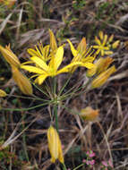 Image of common goldenstar