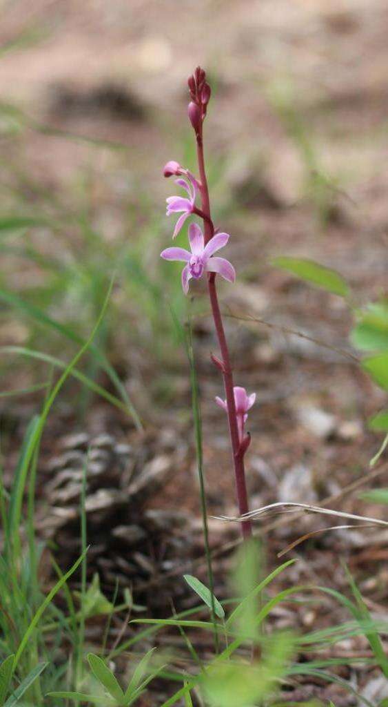 Image of Bletia meridana (Rchb. fil.) Garay & Dunst.