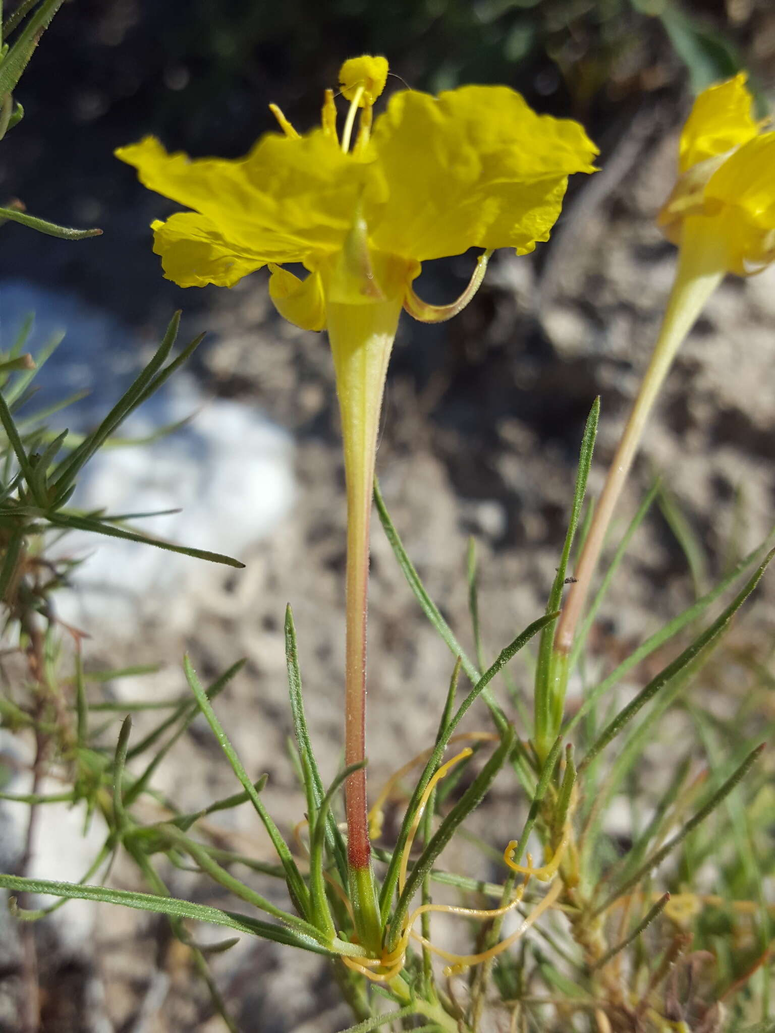 Sivun Oenothera hartwegii subsp. filifolia (Eastw.) W. L. Wagner & Hoch kuva