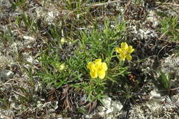 Imagem de Potentilla biflora Willd. ex Schltdl.