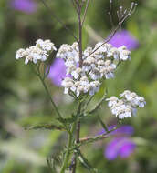 Слика од Achillea alpina subsp. alpina