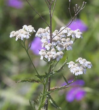 Achillea alpina subsp. alpina resmi