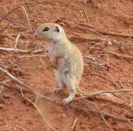 Image of spotted ground squirrel