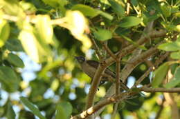 Image of Little Friarbird