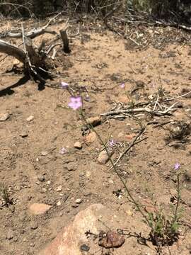 Image of Saltugilia caruifolia