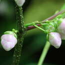 Image of Strobilanthes callosa Wall. ex Nees