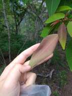 Image of Triadica cochinchinensis Lour.