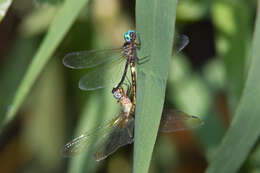 Image of Macrothemis ultima González 1992