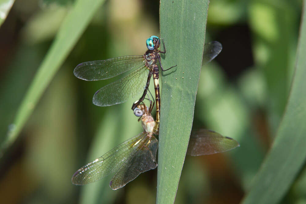 Image of Macrothemis ultima González 1992