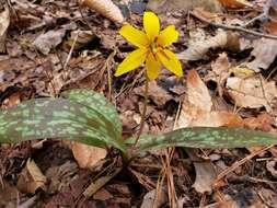 Image of dogtooth violet