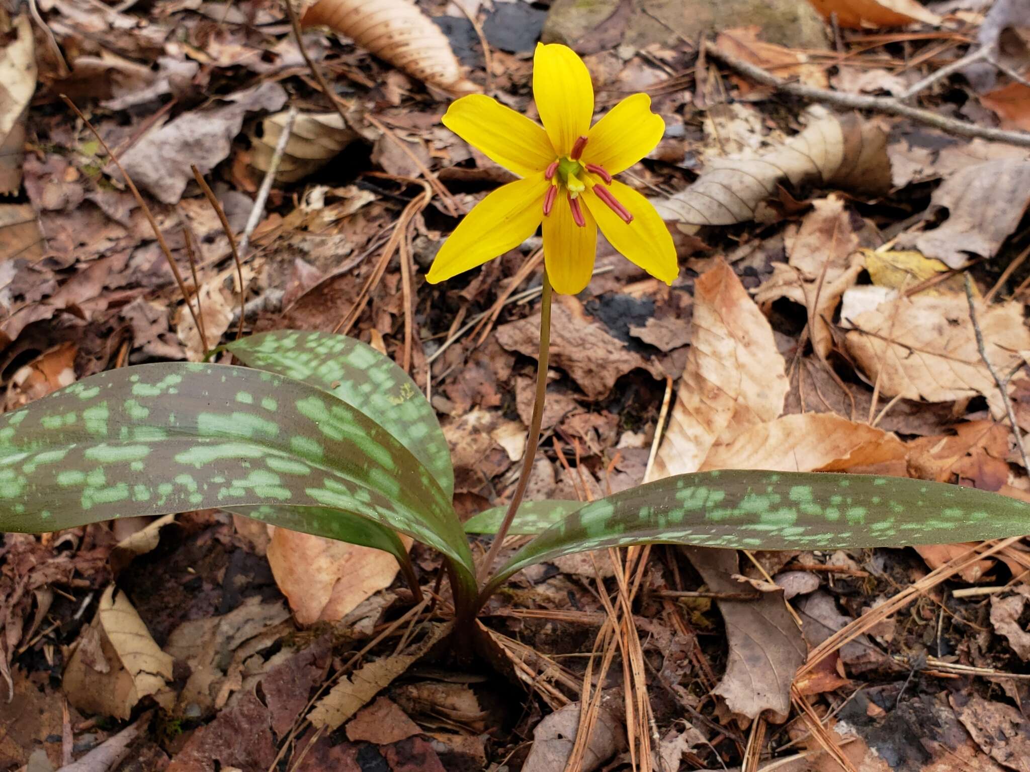 Image of dogtooth violet