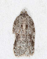 Imagem de Acleris nigrolinea Robinson 1869