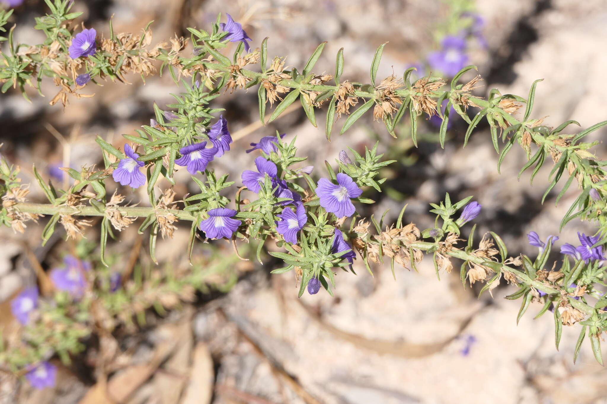 Слика од Stemodia florulenta W. R. Barker