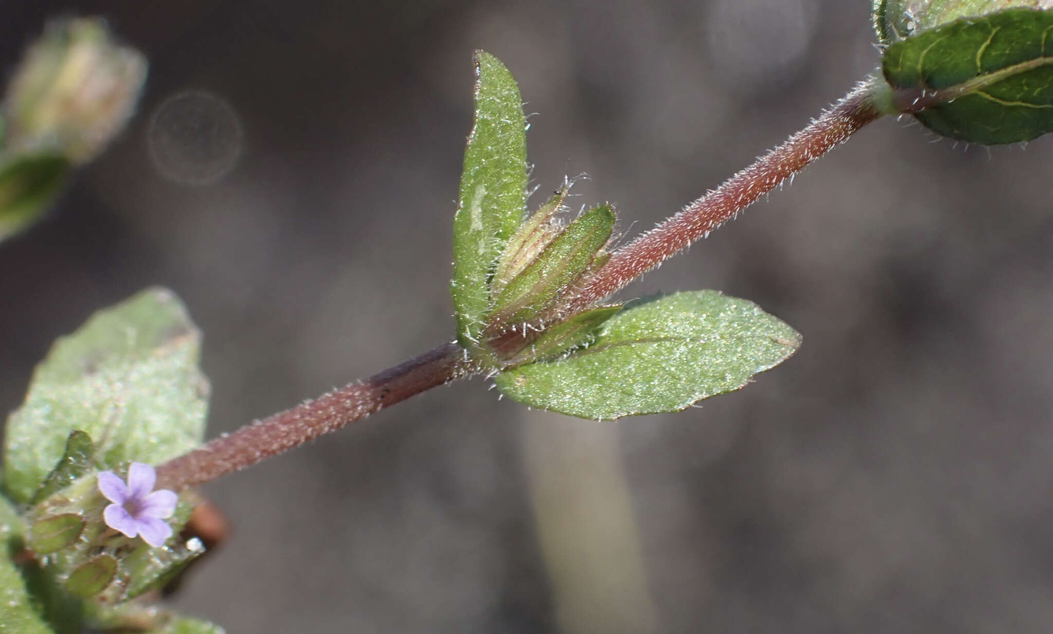 Image of Hygrophila abyssinica (Hochst. ex Nees) T. Anders.