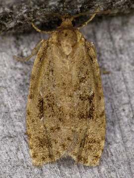 Choristoneura fumiferana Clemens 1865 resmi