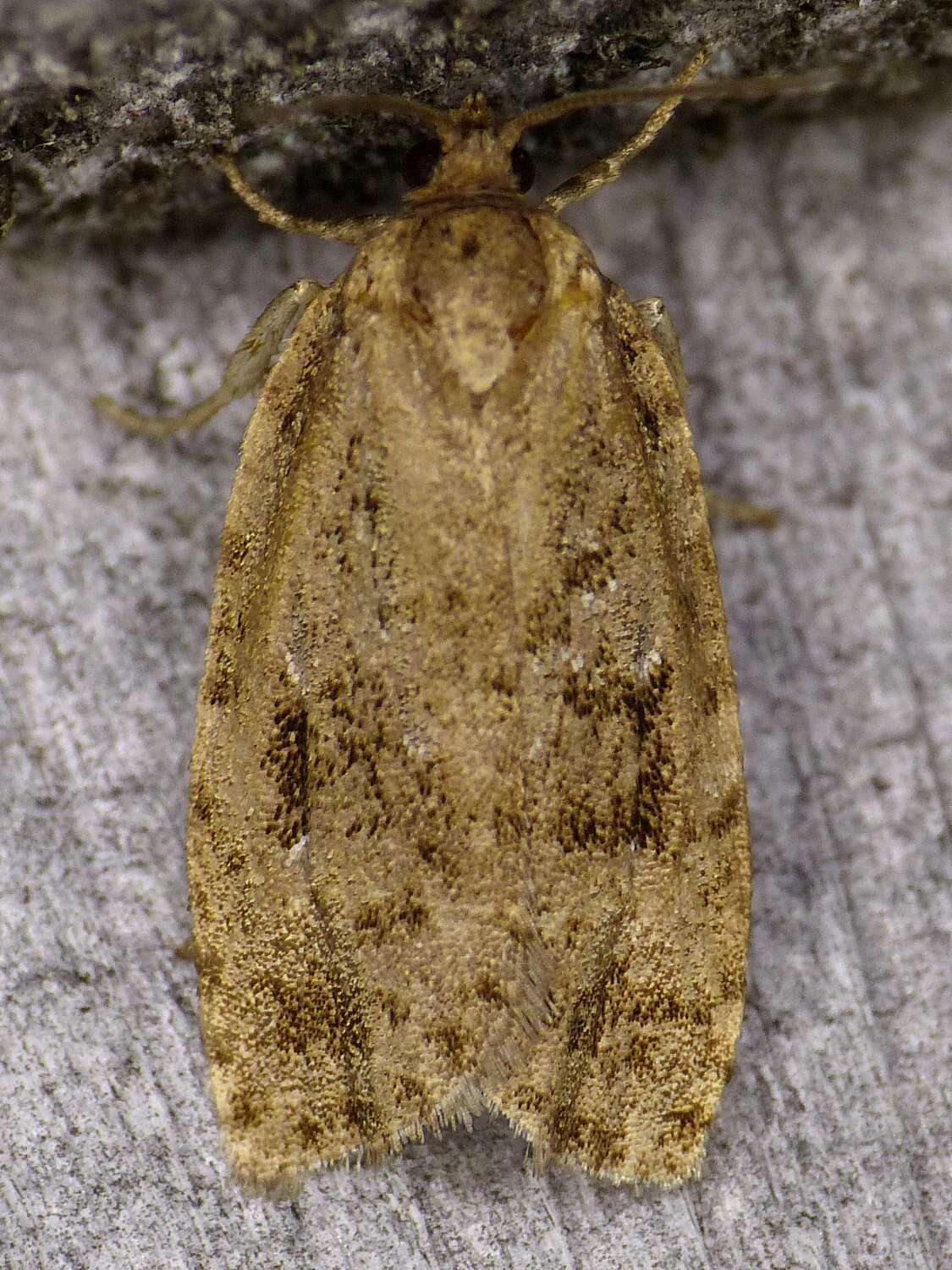 Imagem de Choristoneura fumiferana Clemens 1865