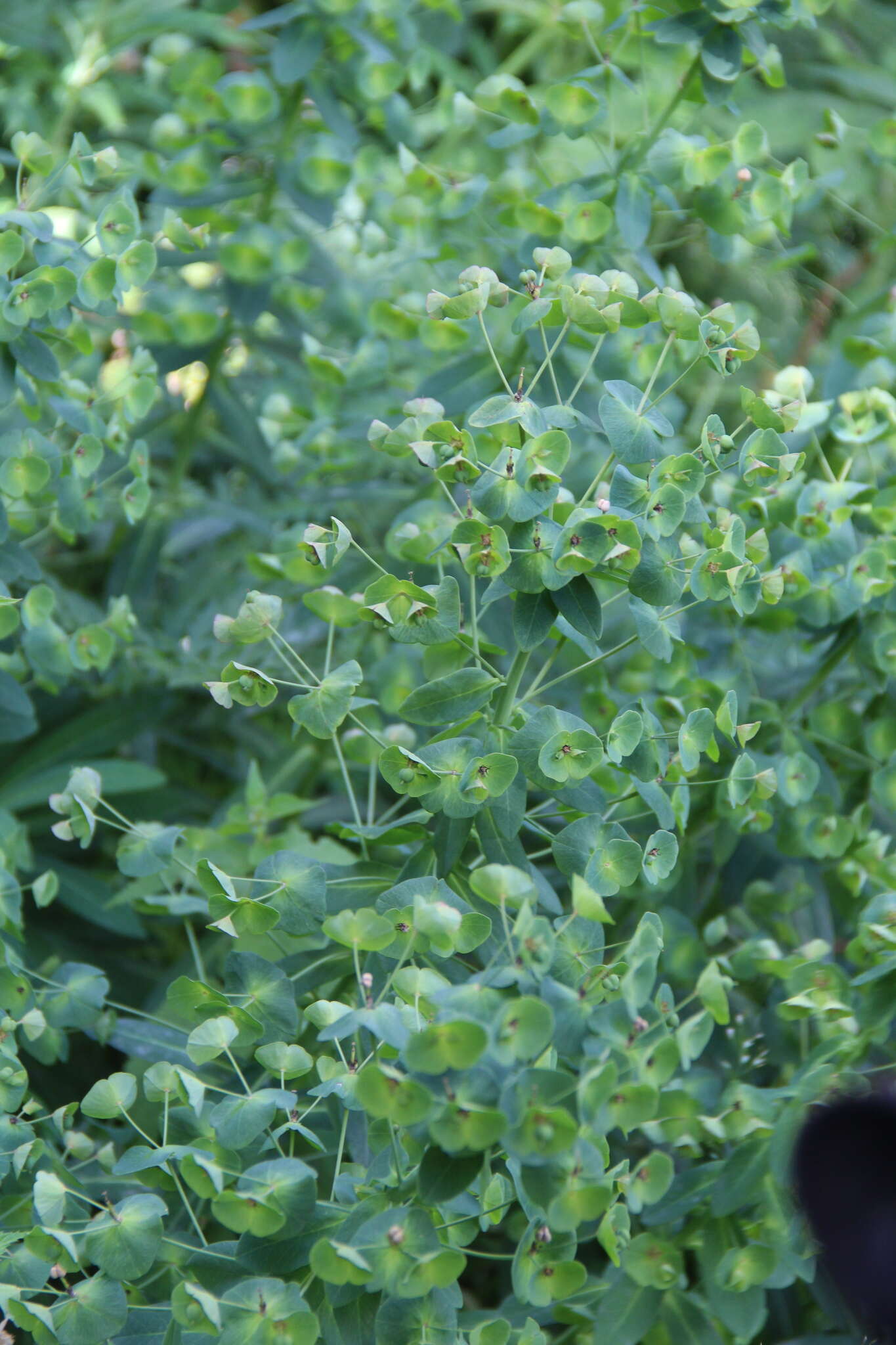 Image of Euphorbia oblongifolia (K. Koch) K. Koch