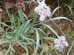 Image of Nevada biscuitroot