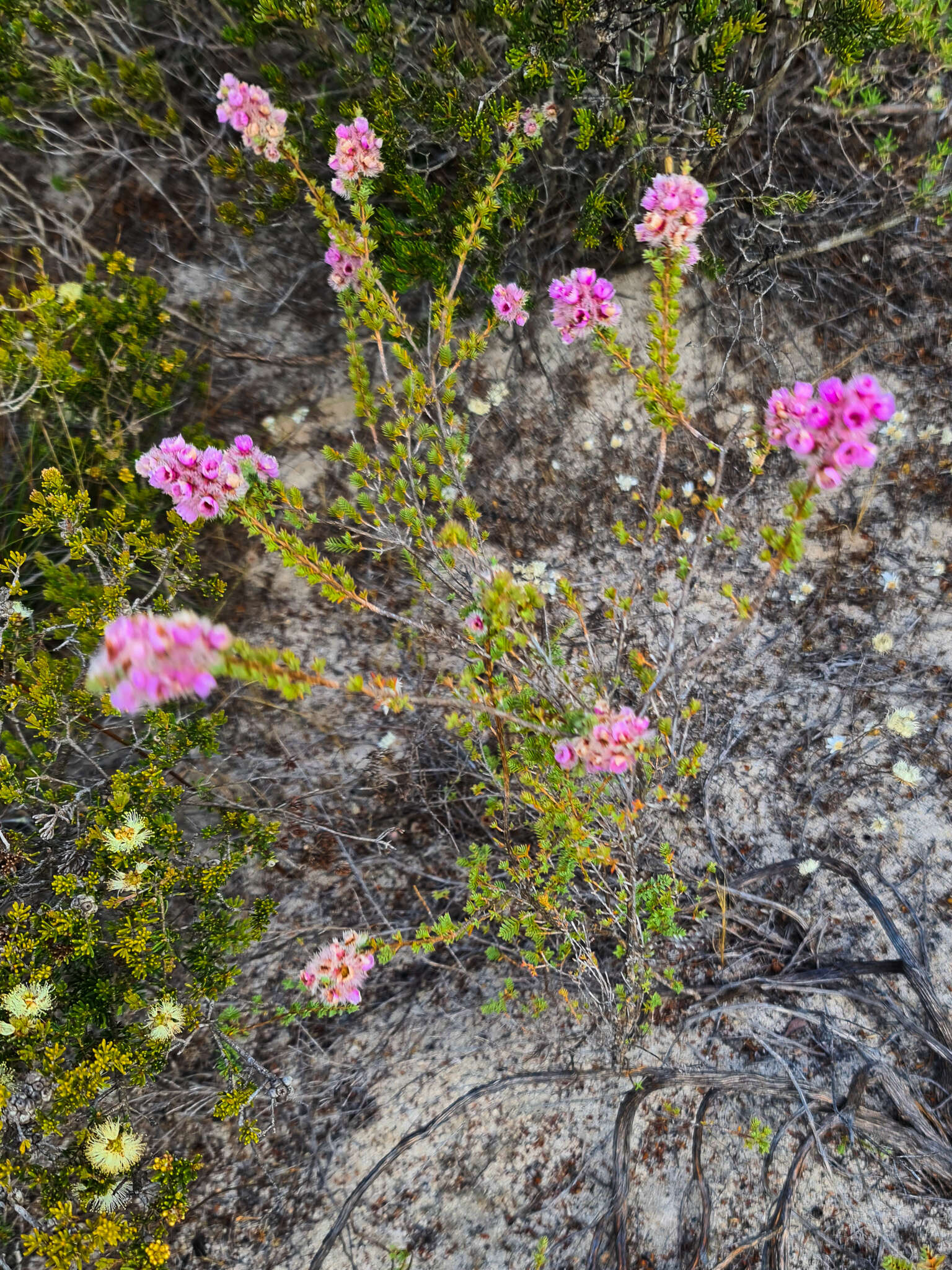 Image of Verticordia pennigera Endl.