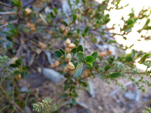 Imagem de Dodonaea bursariifolia F. Müll.