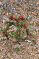 Image of Melaleuca cyrtodonta Turcz.