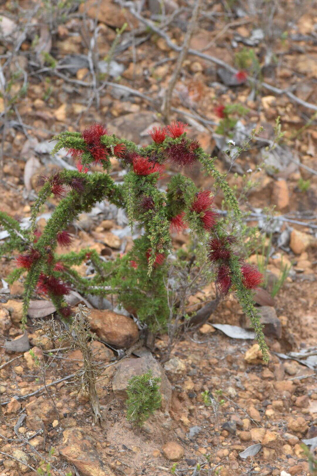 Image of Melaleuca cyrtodonta Turcz.