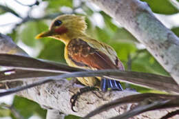 Image of Cream-colored Woodpecker