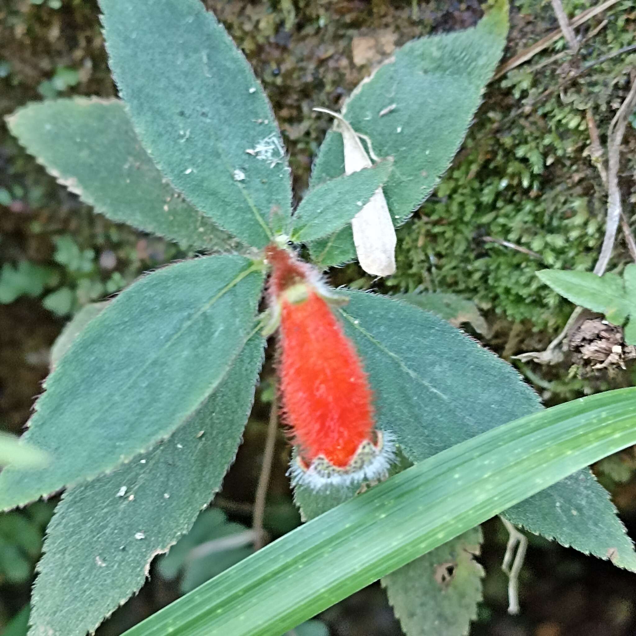 Image of Kohleria stuebeliana Fritsch