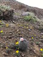 Image of <i>Mammillaria goodridgii</i> Scheer