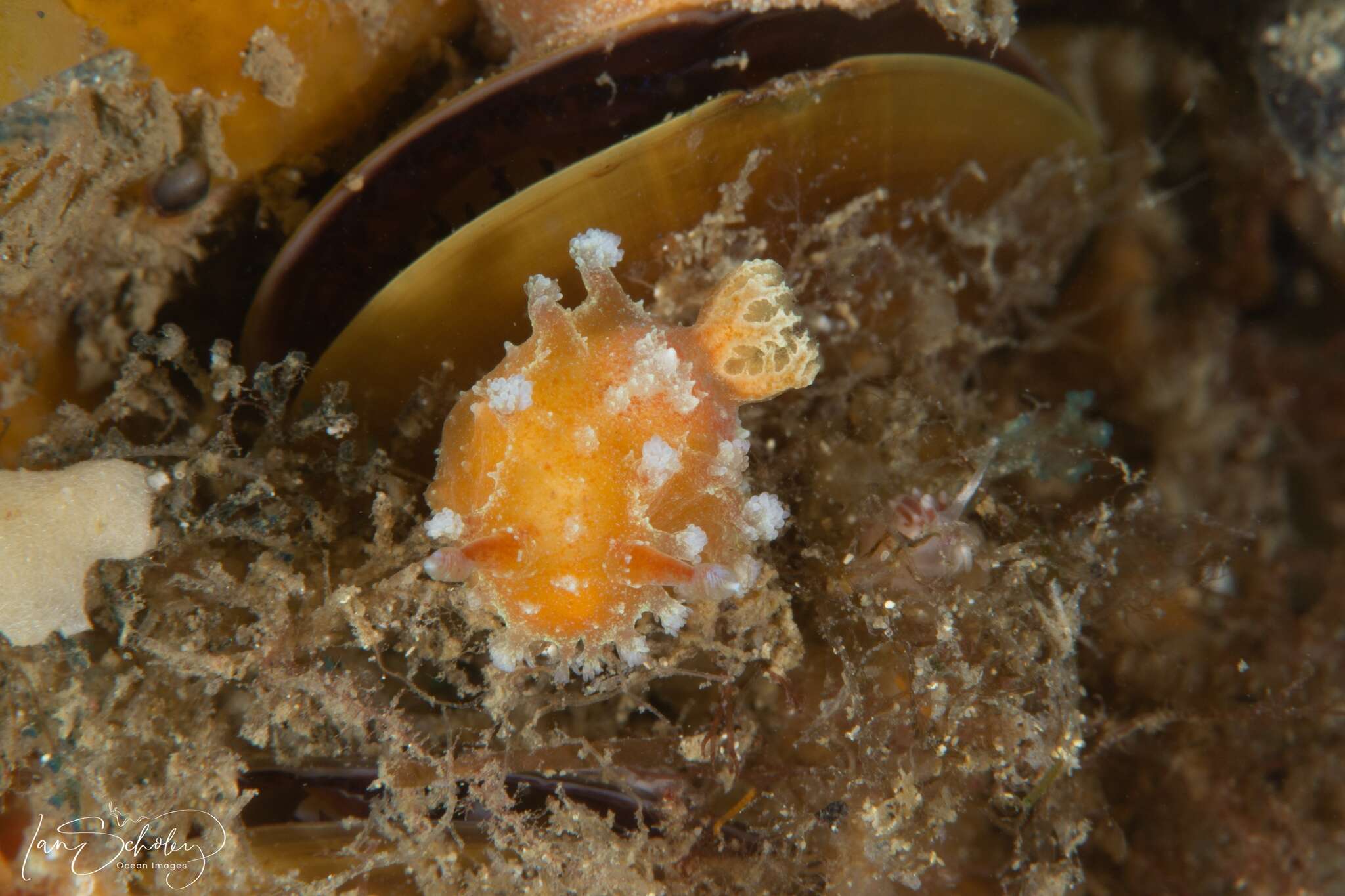 Image of Tasselled nudibranch