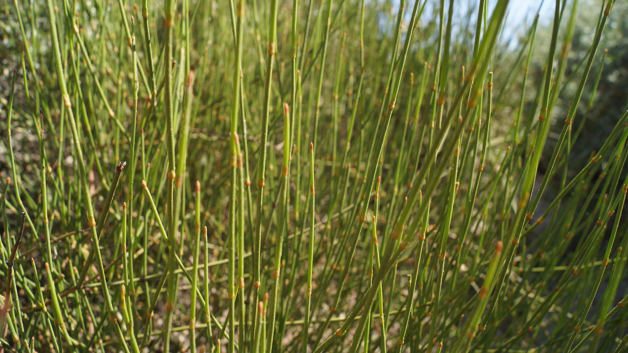 Image of California Ephedra