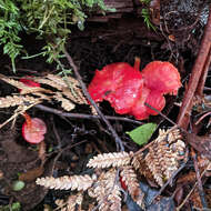 Image of Hygrocybe firma (Berk. & Broome) Singer 1958