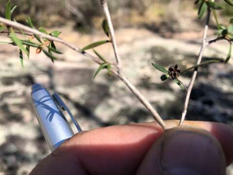 Sivun Leptospermum microcarpum Cheel kuva