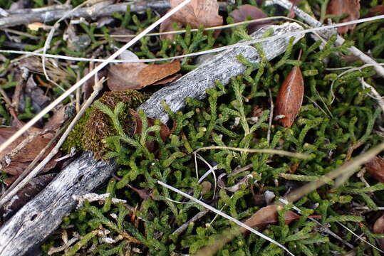 Image of bluntleaf spikemoss