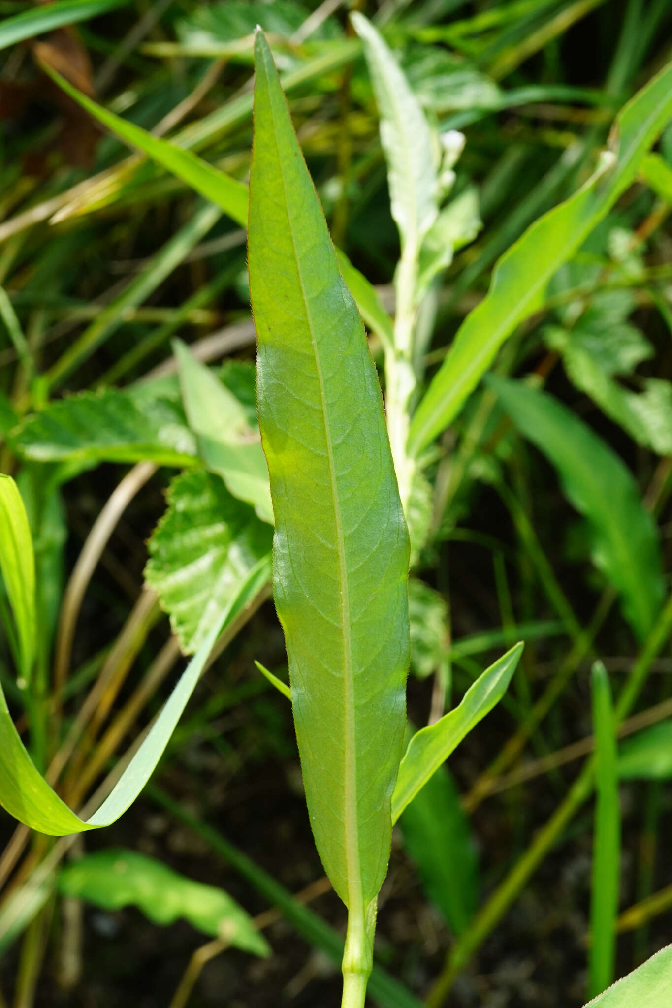 صورة Persicaria mitis (Schrank) Asenov