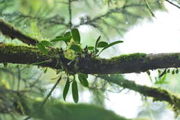 Bulbophyllum pectinatum Finet的圖片