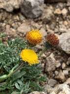 Image of depauperate fleabane