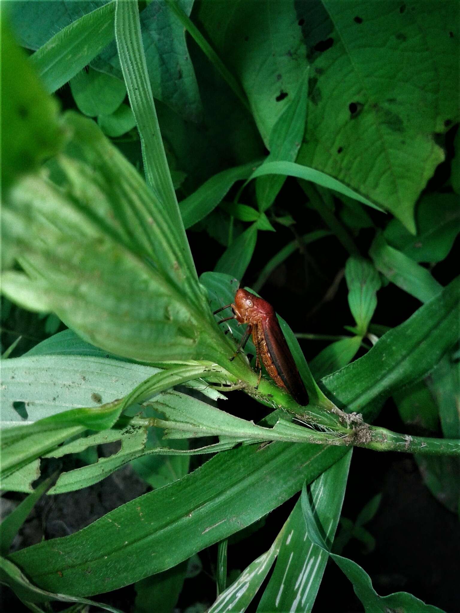 Image of Cyrtodisca major (Signoret 1854)