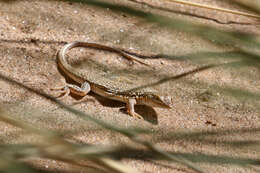 Image of Wedge-snouted Desert Lizard