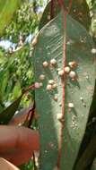 Image of Red gum lerp psyllid