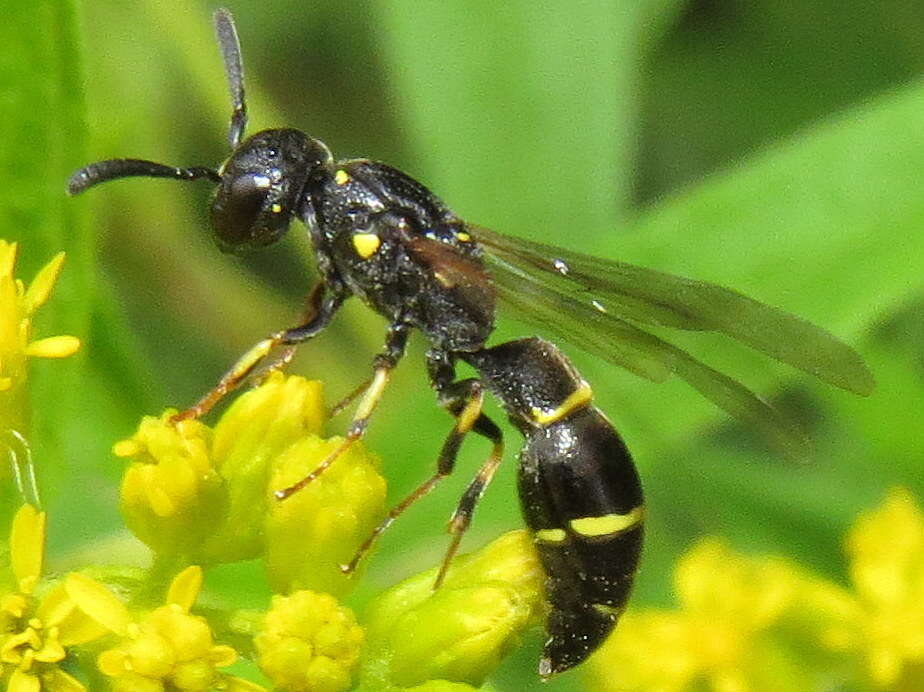 Sivun Symmorphus canadensis (de Saussure 1855) kuva