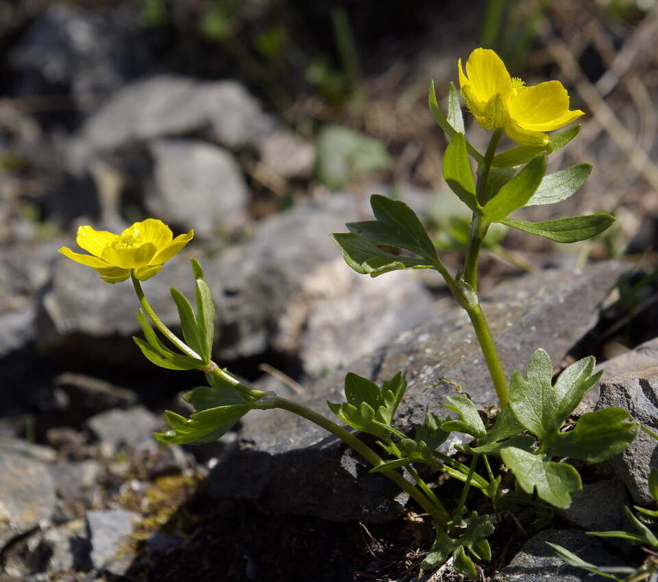 Image de <i>Ranunculus <i>eschscholtzii</i></i> var. eschscholtzii