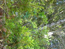 Image of redwood lily