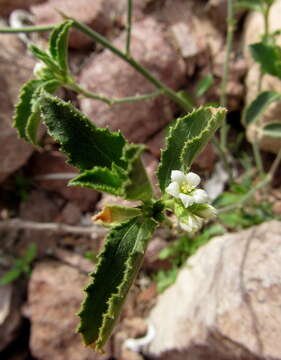 Image of California silverbush