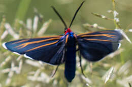 Imagem de Ctenucha venosa Walker 1854