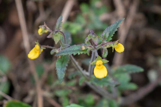 Image of Calceolaria mexicana Benth.