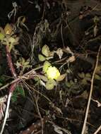 Image of Pereskiopsis rotundifolia (DC.) Britton & Rose